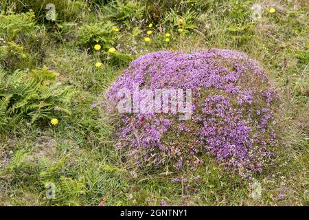 Saxifrage violet (Saxifraga oppositifolia) sur le chemin de la côte du Pembrokeshire, pays de Galles, Royaume-Uni Banque D'Images