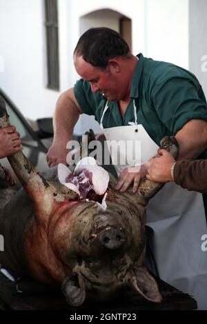 La Matanza: Abattage traditionnel de porcs espagnol observé dans le village d'Alajar. Banque D'Images