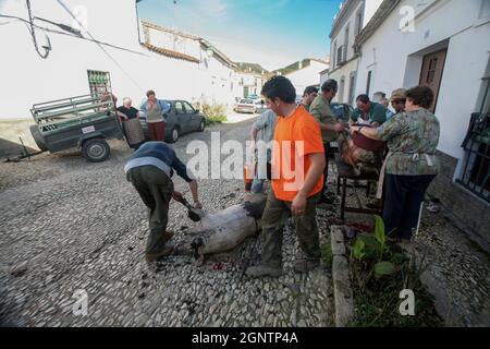 La Matanza: Abattage traditionnel de porcs espagnol observé dans le village d'Alajar. Banque D'Images