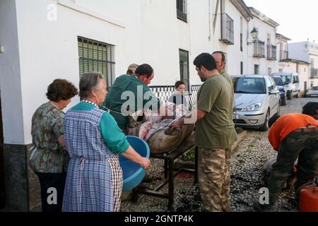 La Matanza: Abattage traditionnel de porcs espagnol observé dans le village d'Alajar. Banque D'Images