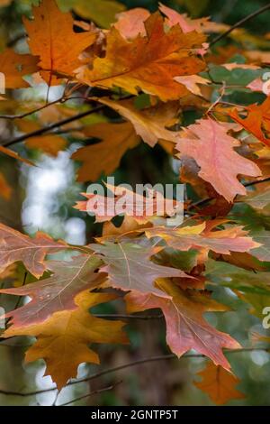 feuilles de chêne de couleur automnale sur un chêne. belle coloration automnale sur les feuilles d'un chêne. feuilles de chêne anglais en automne. Banque D'Images