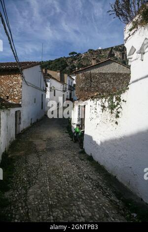 La Matanza: Abattage traditionnel de porcs espagnol observé dans le village d'Alajar. Banque D'Images