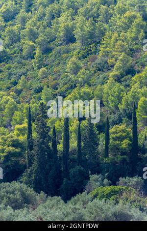 cyprès et bois sur l'île grecque ionienne de zante ou zakynthos. Arbres dans différentes nuances de verts. Banque D'Images