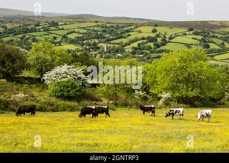 Les vaches se broutent dans un champ de buttercups près du village de Widecombe, dans le parc national de Dartmoor. Banque D'Images