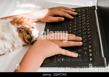 Les mains d'un adolescent travaillant sur un ordinateur portable sur le sol à côté d'un cobaye. Concept de bureau à domicile. Retour à l'école Banque D'Images