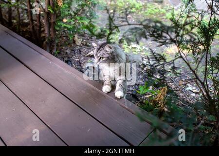 un petit chaton gris sans-abri monte sur un plancher en bois de la rue. Banque D'Images