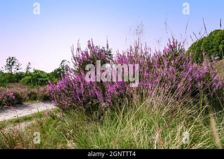Plante de bruyère à fleurs violettes dans le parc national belge. Banque D'Images