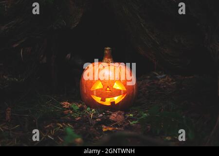 Lanterne de Jack dans une forêt mystique effrayante. Citrouille sculptée. Arrière-plan de Halloween. Banque D'Images