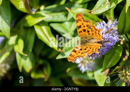 Papillon virgule (Polygonia c-album ) sur fleur sauvage avec espace pour la copie Banque D'Images