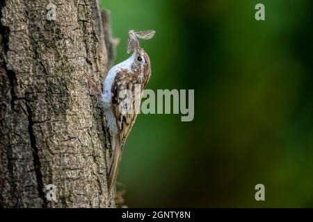 Le Creeper des arbres (Certhia familiaris) recueille des insectes sur un tronc d'arbre Banque D'Images