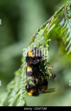 Accouplement mâle et femelle de Bumblebee à queue blanche (Bombus lucorum) Banque D'Images