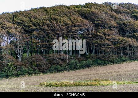 Collines douces et sentiers doux sur le chemin de l'archipel (Øhavsstien).Sur l'île danoise de Langeland, on fait souvent des randonnées dans la protection des haies fortifiées à travers des chemins en contrebas.Les champs alternent avec des étendues de plage et à la distance une forêt de hêtres est déjà visible.Langeland, Danemark Banque D'Images