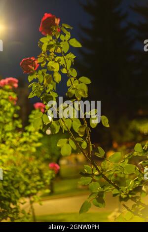 plante avec des fleurs de rose rouge illuminées la nuit Banque D'Images