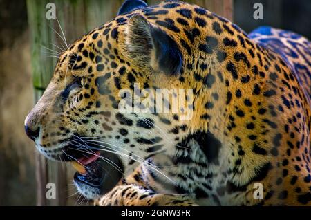 Une jaguar (Panthera onca) repose sur une bûche au zoo de Memphis, le 8 septembre 2015, à Memphis, Tennessee. Banque D'Images