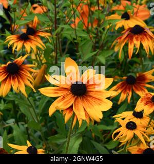 Un jardin de Susans aux yeux noirs aux couleurs vives, ou Rudbeckia hirta en pleine floraison dans le spéculateur, NY USA Banque D'Images