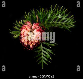 Une charmante fleur de Grevillea rouge, Grevillea banksii, avec des feuilles de vert vif macro, vue d'en haut et isolé sur un minerai noir Banque D'Images