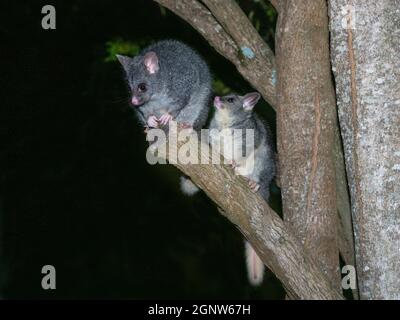 Un jeune Possum à queue de champignon commune avec sa mère dans un arbre en Australie occidentale. Banque D'Images