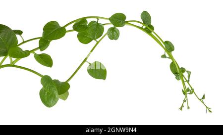 plante d'épinards ceylan, également connue sous le nom de malabar, escalade, épinards de vigne, vert feuilles de légumes comestibles de vigne indigène à l'asie tropicale, isolé sur blanc Banque D'Images