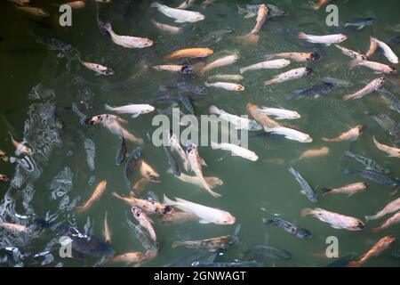 divers types de poissons koï dans l'eau Banque D'Images