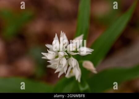 Cephalanthera longifolia fleur dans le champ Banque D'Images