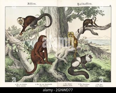 Le hurleur vénézuélien, Alouatta seniculus a, la capuchine colombienne en voie de disparition, Cebus capucinus b, le singe écureuil de Guianan, Saimiri sciurus c, le tamarin du lion d'or en voie de disparition, Leontopithecus rosalia e, et le lémurin à revers noir et blanc en danger critique, Varecia variegata e. Chromolithograph de Gotthilf Heinrich von Schubert, Histoire naturelle des royaumes animaux pour l'école et la maison (Naturgeschichte des Tierreichs fur Schule und Haus), Schreiber, Munich, 1886. Banque D'Images