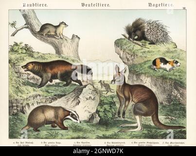 Wolverine, Gulo gulo a, blaireau européen, Meles meles b, Virginia opossum, Didelphis virginiana c, kangourou gris de l'est, Macropus giganteus d, porc-épic à crête, hystrix cristata e, Cobaye, Cavia porcellus F. Chromolithograph de Gotthilf Heinrich von Schubert, Histoire naturelle des royaumes animaux pour l'école et la maison (Naturgeschichte des Tierreichs fur Schule und Haus), Schreiber, Munich, 1886. Banque D'Images