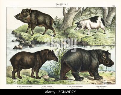 Tapir sud-américain, Tapirus terrestris a, hippopotame, Hippopotamus amphibius b, porc domestique, Sus domesticus c, et sanglier, sus scrofa d. Chromolithograph de Gotthilf Heinrich von Schubert, Histoire naturelle des royaumes animaux pour l'école et la maison (Naturgeschichte des Tierreichs fur Schule und Haus), Schreiber, Munich, 1886. Banque D'Images