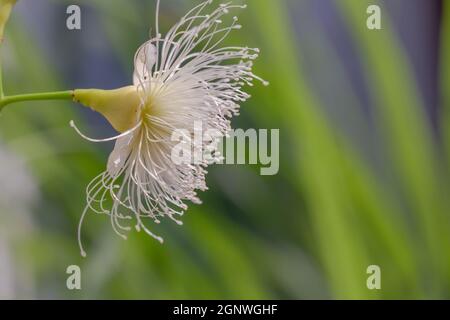 Une fleur d'un arbre Java de pomme en fleur est blanc ivoire Banque D'Images