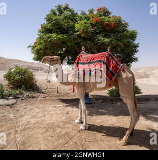 Un chameau de fantaisie sous un arbre dans le désert de Judée, Israël Banque D'Images