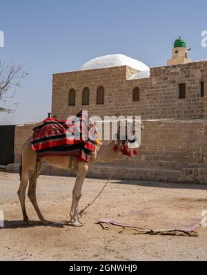 Nabi Musa, Israël - 26 septembre 2021 : un dromadaire près du mausolée du prophète Moïse dans le désert de Judée, Israël. Banque D'Images