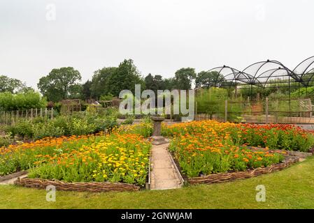 Marigolds pot dans un lit de fleurs Banque D'Images