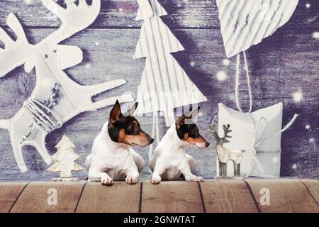 Deux petits chiens noir-rouge-blanc de l'American Toy Fox Terrier Les races s'étendent sur le fond de Noël et regardent dans un sens Banque D'Images