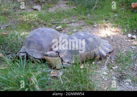 Les deux tortues se regardèrent dans le parc Banque D'Images