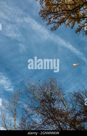 Chute de feuilles d'un arbre près de la forêt Banque D'Images