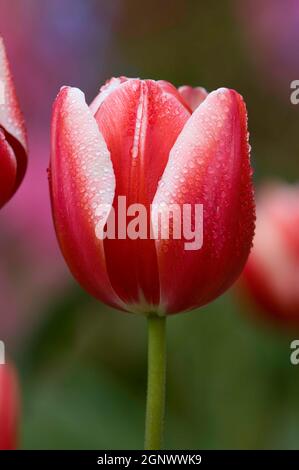 Tulipe Leen van der Mark Â Triumph tête de fleur, Credit:ChrisLJones / Avalon Banque D'Images