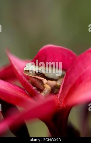 Plumeria rubra (frangipani rose) avec la grenouille d'arbre photographiée à la ferme d'arbres Ross Hunter, Mareeba, Queensland, Australie, Credit:ChrisLJones / Avalon Banque D'Images