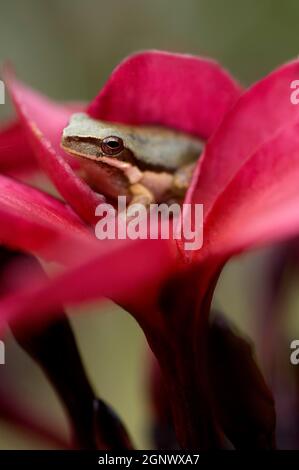 Plumeria rubra (frangipani rose) avec la grenouille d'arbre photographiée à la ferme d'arbres Ross Hunter, Mareeba, Queensland, Australie, Credit:ChrisLJones / Avalon Banque D'Images