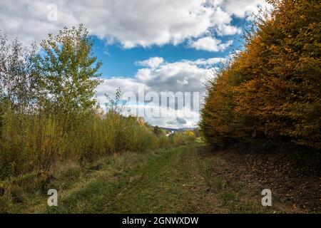 Feuilles colorées, prairies vertes et ciel bleu nuageux Banque D'Images