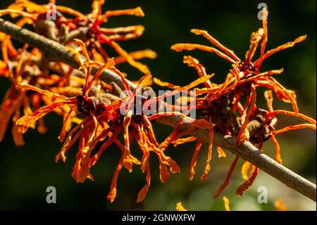 Hamamelis x Intermedia 'Aphrodite' (Witch Hazel) une plante arbustive à fleur de printemps d'hiver qui a un très fleur d'orange jaune printanière parfumée et Banque D'Images