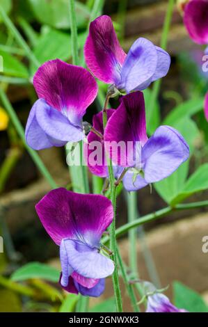 Pois doux 'Matucana' (Lathyrus odoratus) plante florale rouge violet de printemps, photo de stock Banque D'Images