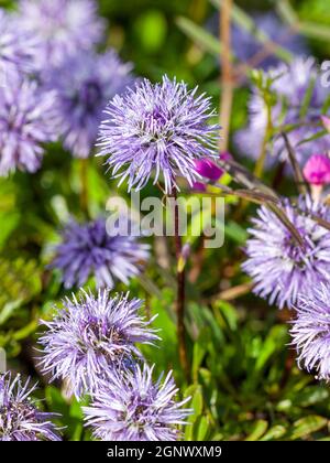 Globularia cordifolia plante florale d'été avec un bleu Fleur d'été violette communément connue sous le nom de pâquerette à coeur photo ima Banque D'Images