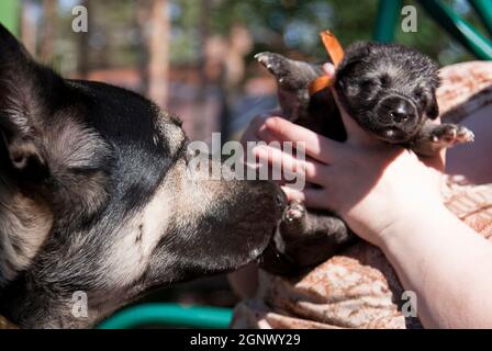 Un petit chiot de la race de Berger d'Europe de l'est dans ses bras et à côté de sa mère Banque D'Images