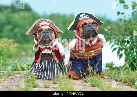 Drôle de chiens de Bulldog français vêtus de costumes de mariée de pirate et de pirate avec chapeau, bras de crochet et robe debout au bord de l'eau Banque D'Images