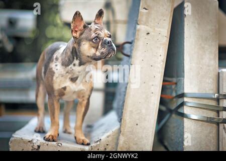 Beau jeune chien Bulldog français de couleur merle avec de grands yeux jaunes debout sur bloc de béton Banque D'Images