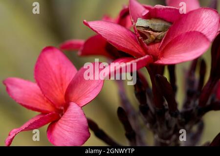 Plumeria rubra (frangipani rose) avec la grenouille d'arbre photographiée à la ferme d'arbres Ross Hunter, Mareeba, Queensland, Australie, Credit:ChrisLJones / Avalon Banque D'Images