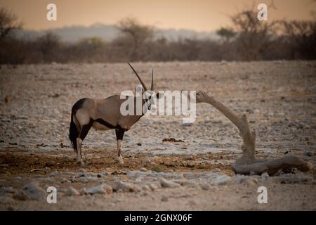 Gemsbok se tient dans le profil tournant vers la caméra Banque D'Images