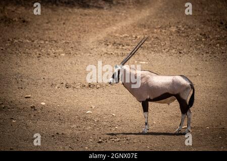 Gemsbok se tient sur un sol rocheux en profil Banque D'Images