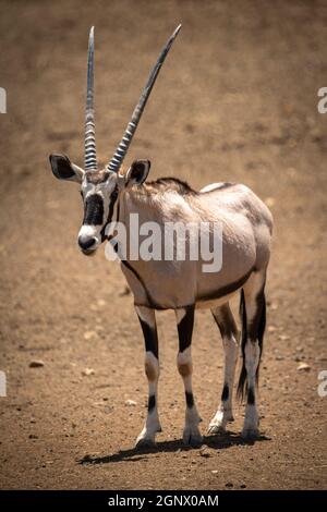 Gemsbok se tient sur une caméra pour les yeux au sol piquant Banque D'Images