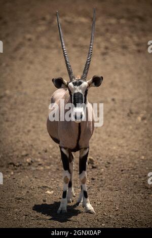 Gemsbok se tient sur une caméra en surface pierreuse Banque D'Images