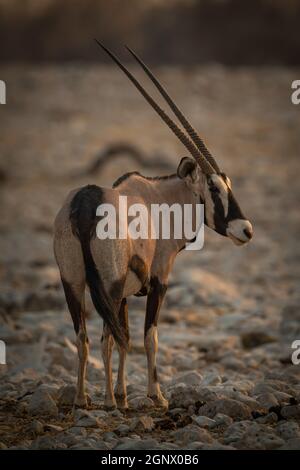 Gemsbok se tourne vers l'appareil photo au crépuscule Banque D'Images